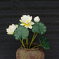 Artificial Lotus Flowers